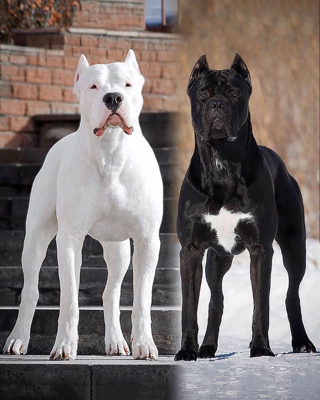Dogo Argentino 3