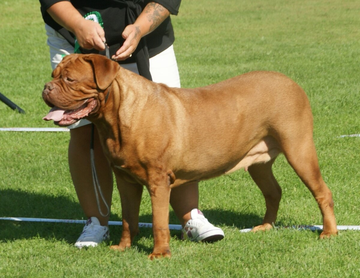 Dogue de Bordeaux 1