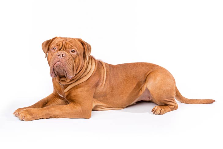 Dogue de Bordeaux 2