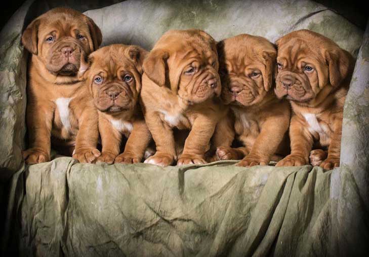 Dogue de Bordeaux 3