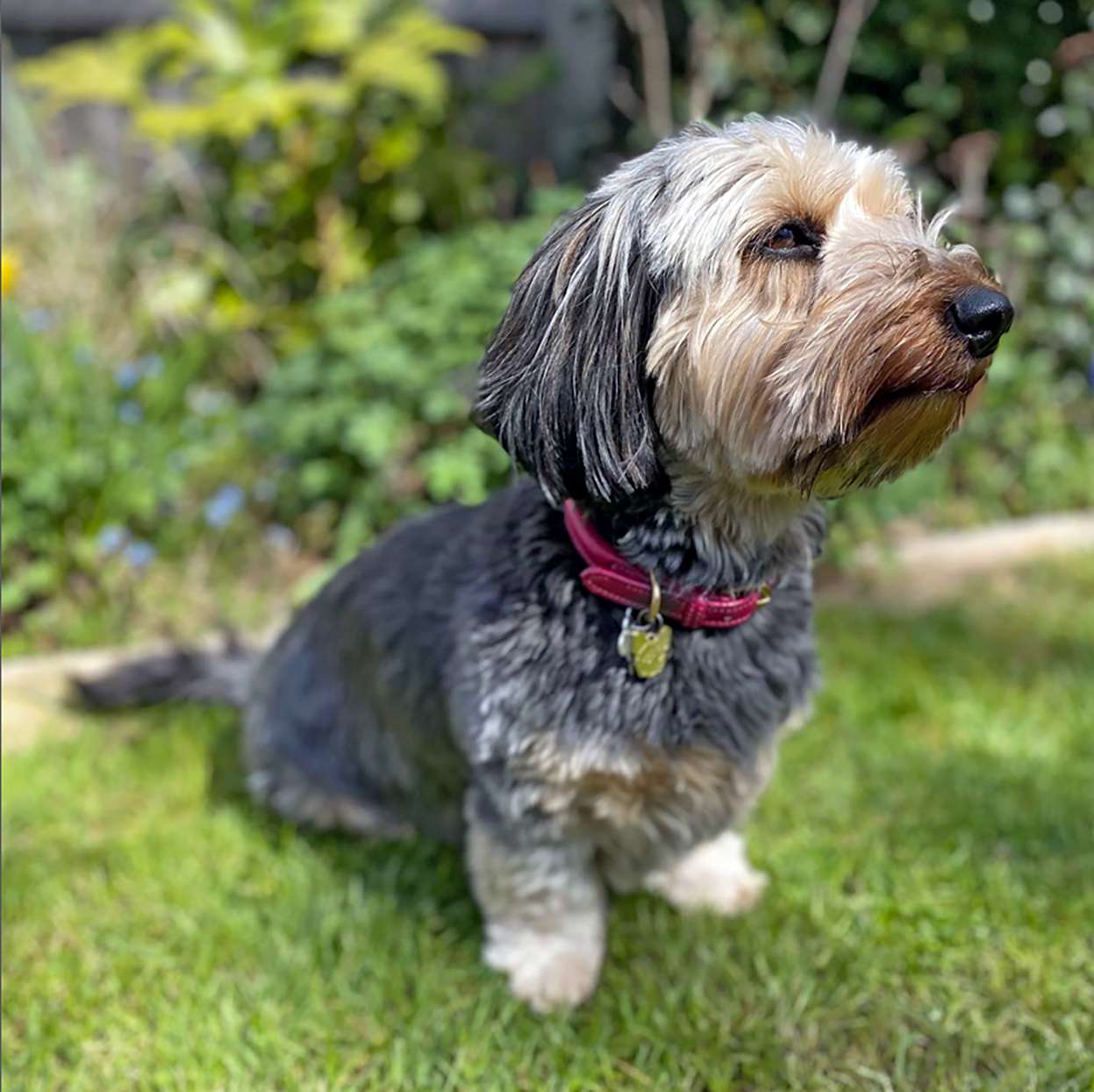 Dorkie 1