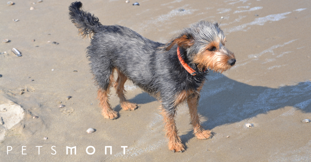 Dorkie 2
