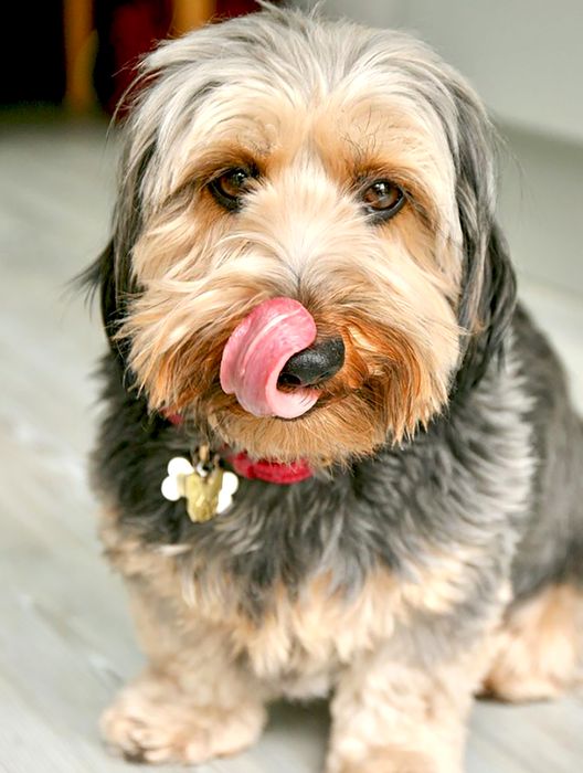 Dorkie 3