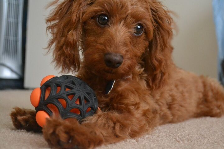 Doxiepoo 1