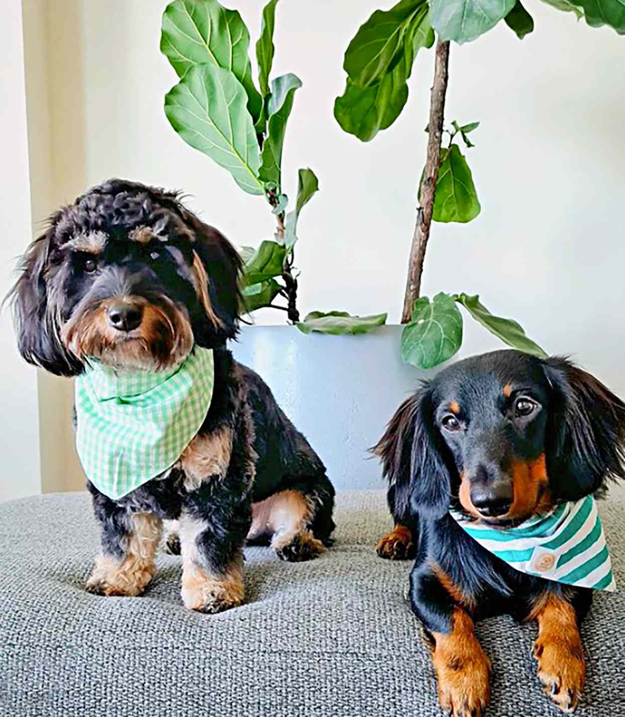 Doxiepoo 2