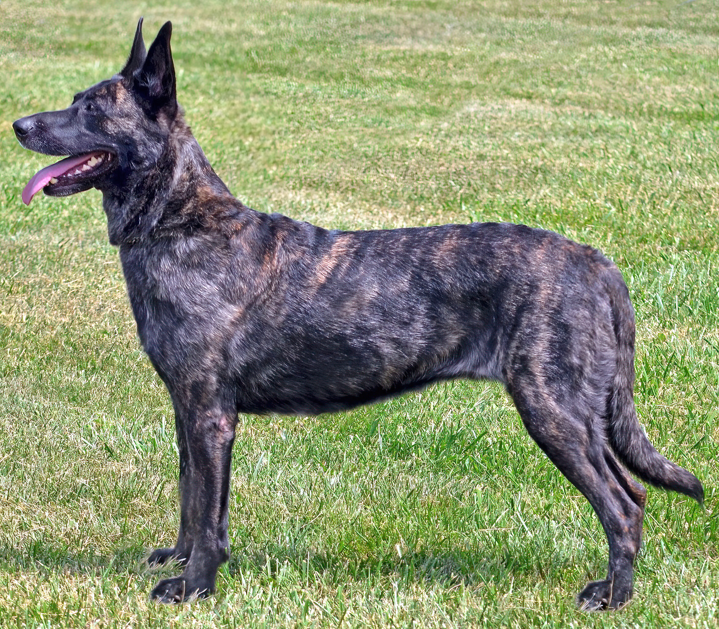 Dutch Shepherd 1