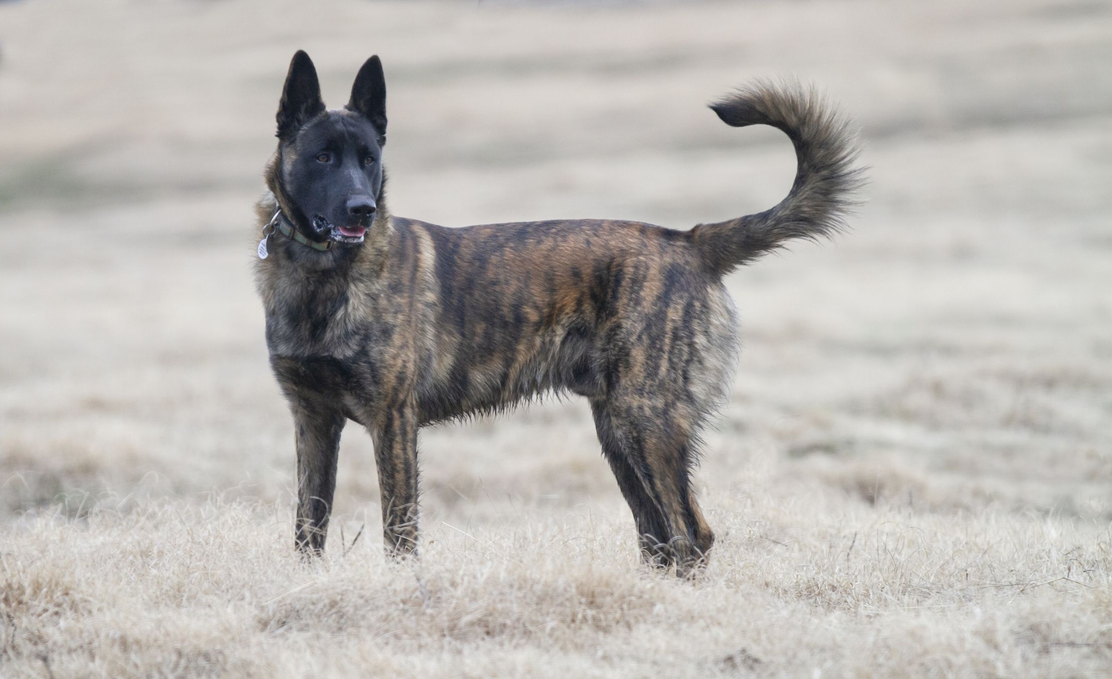 Dutch Shepherd 2