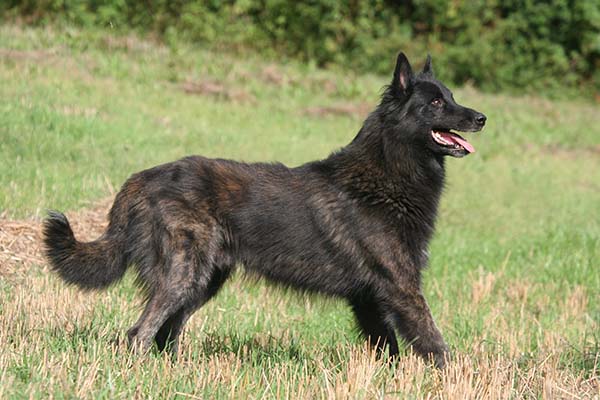 Dutch Shepherd 3
