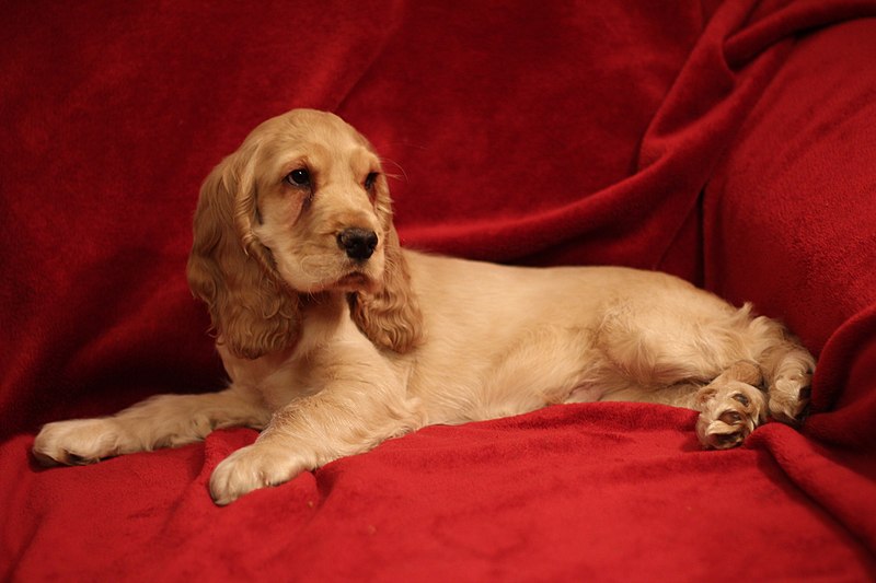 English Cocker Spaniel 2