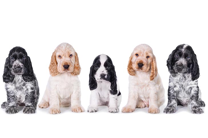 English Cocker Spaniel 3