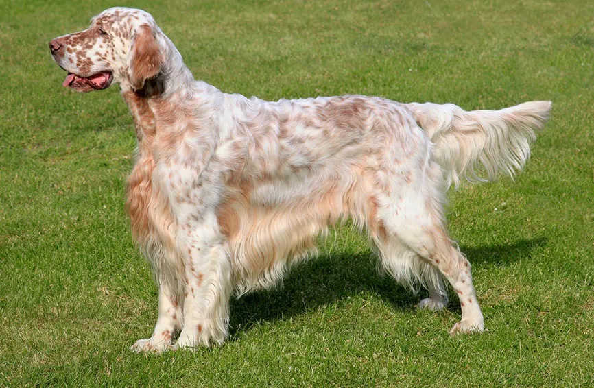 English Setter 1