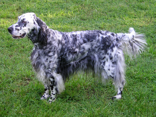 English Setter 2