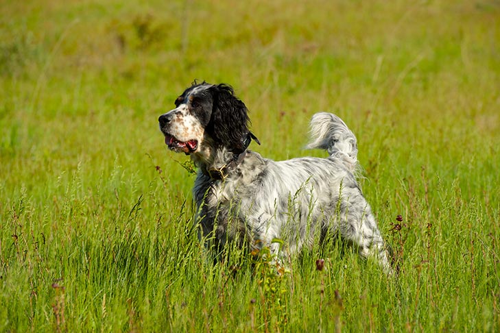 English Setter 3