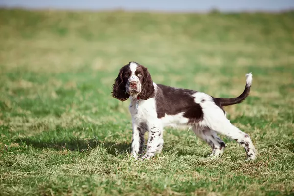 English Springer Spaniel 1