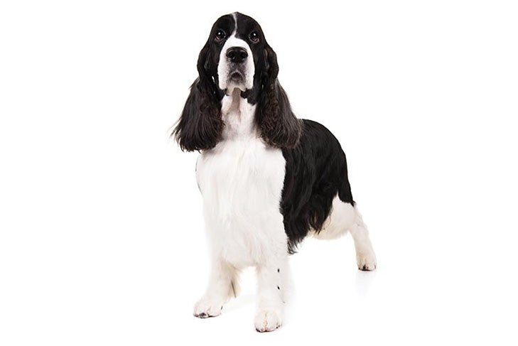 English Springer Spaniel 2