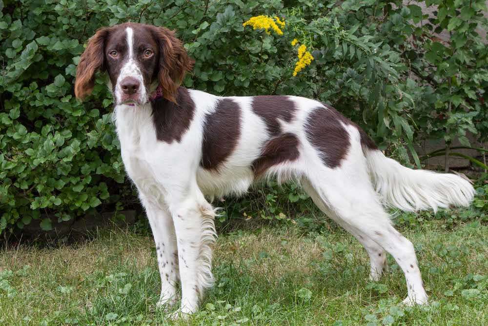 English Springer Spaniel 3