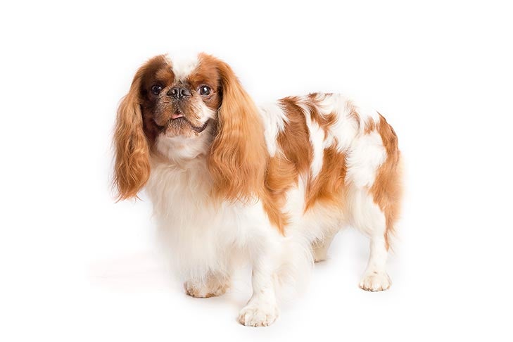 English Toy Spaniel 1