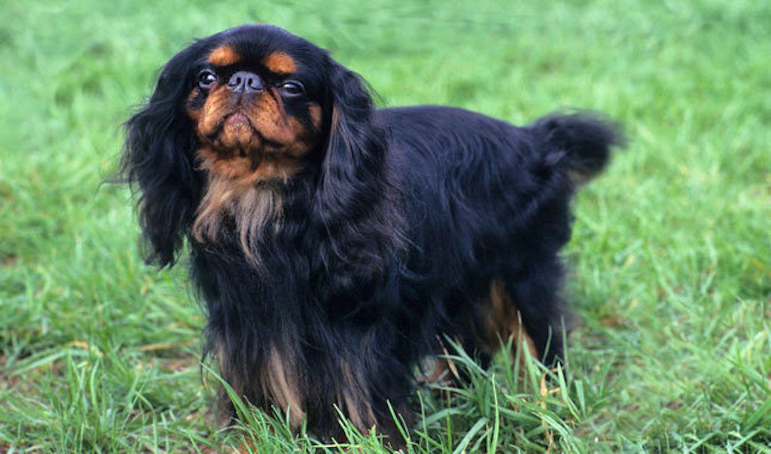 English Toy Spaniel 2