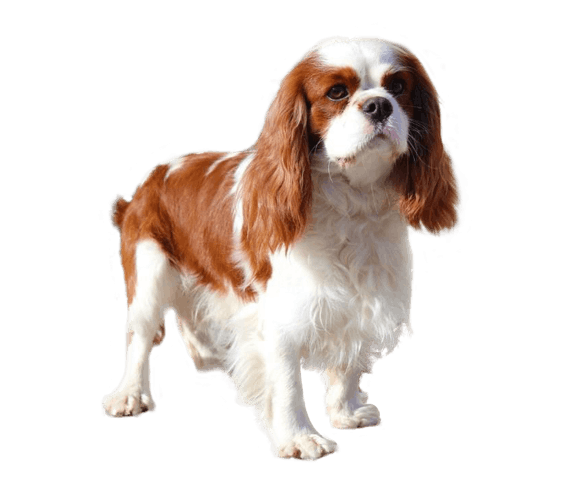 English Toy Spaniel 3