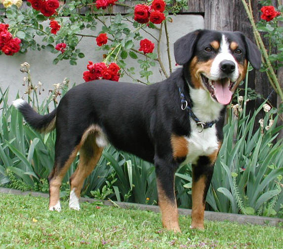 Entlebucher Mountain Dog 2
