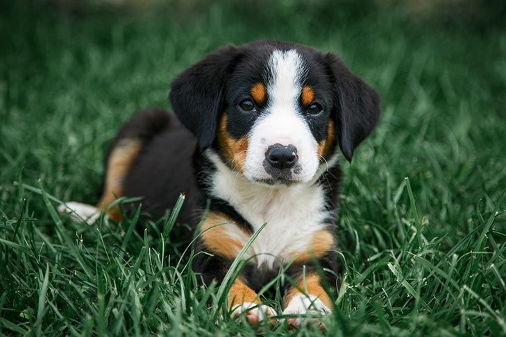 Entlebucher Mountain Dog 3