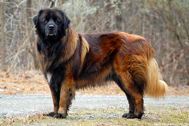Estrela Mountain Dog 1