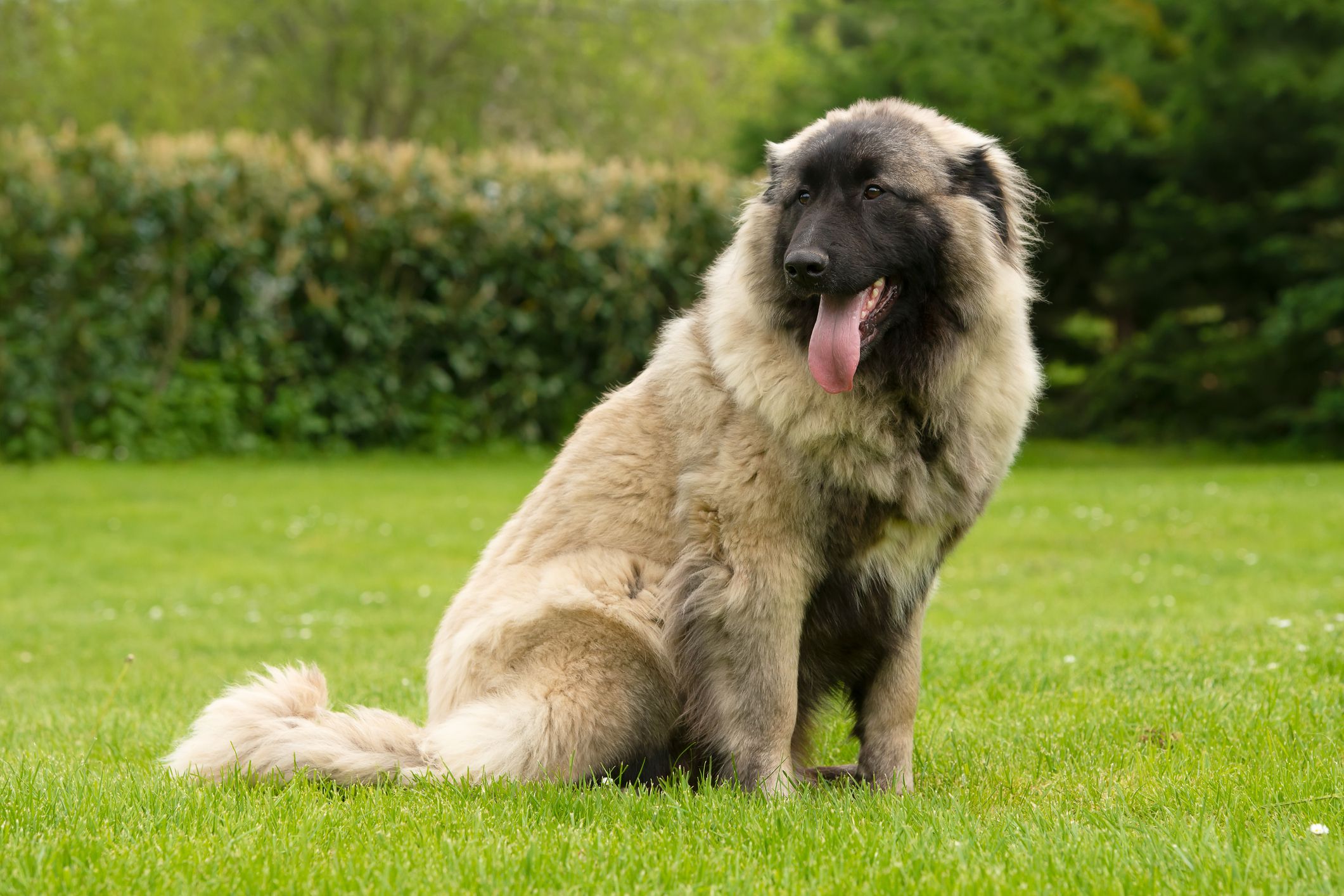 Estrela Mountain Dog 2