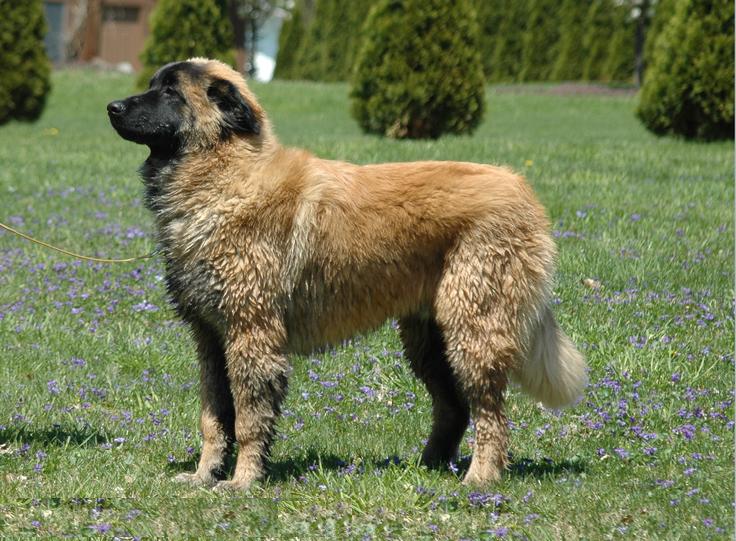 Estrela Mountain Dog 3