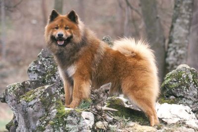 Eurasier 1