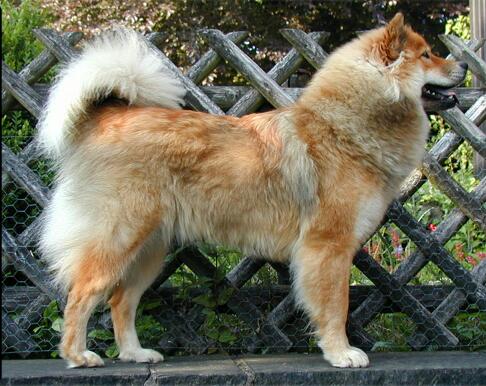 Eurasier 2
