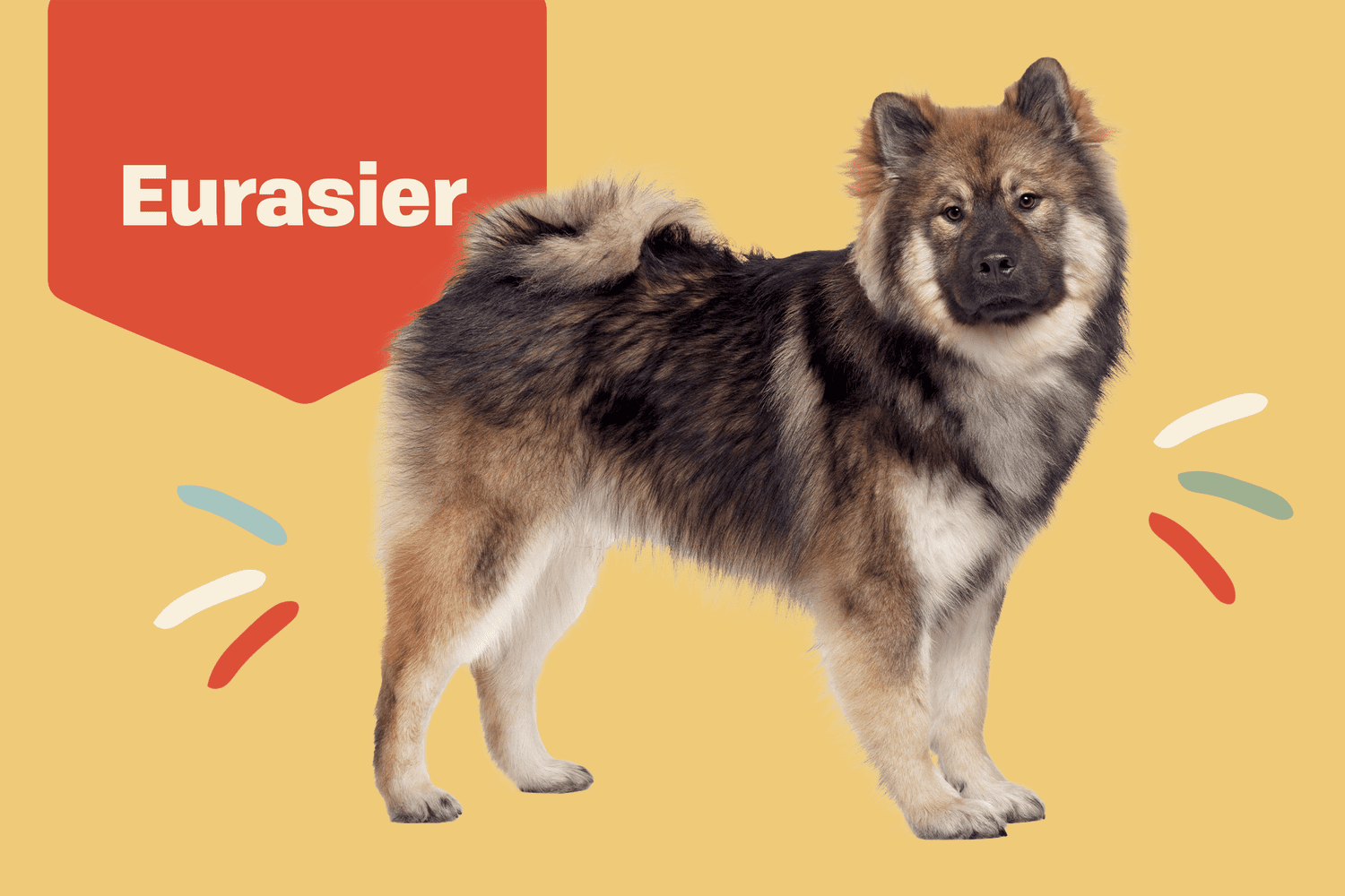 Eurasier 3