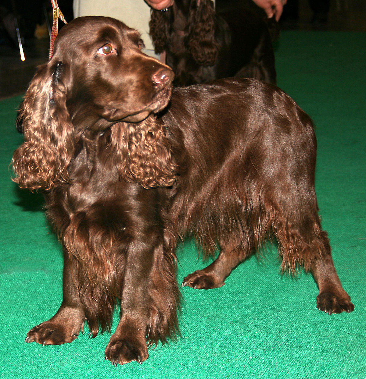 Field Spaniel 1