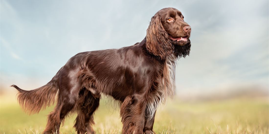 Field Spaniel 2
