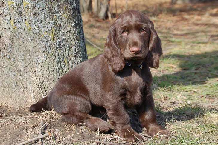 Field Spaniel 3
