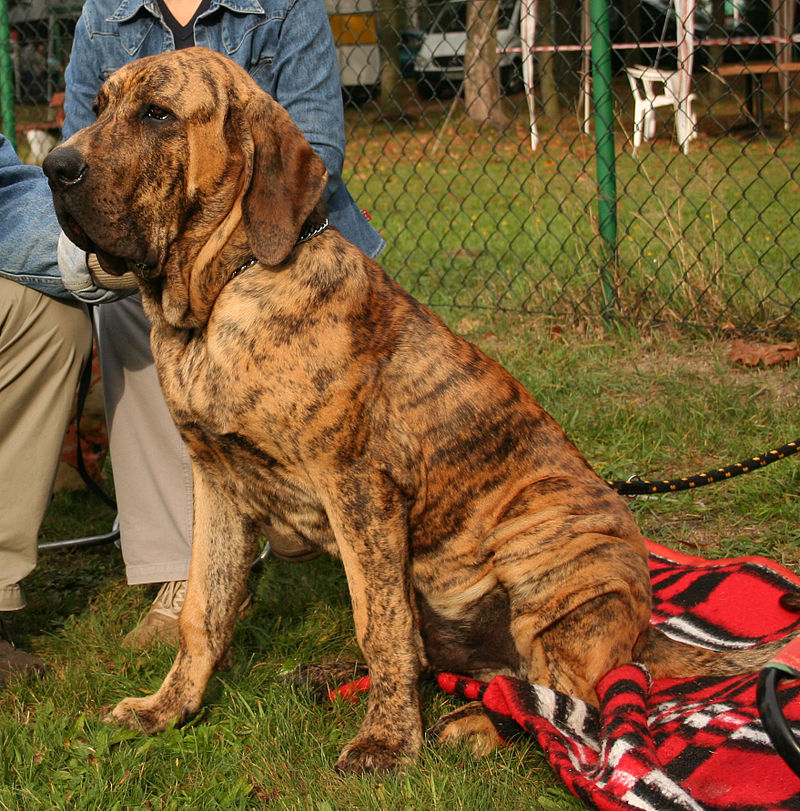 Fila Brasileiro 1