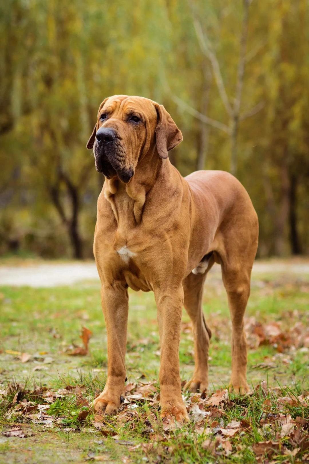 Fila Brasileiro 2