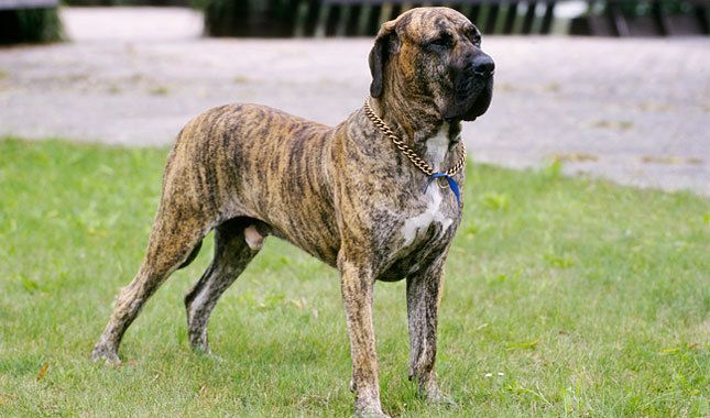 Fila Brasileiro 3