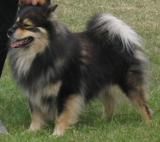 Finnish Lapphund 1