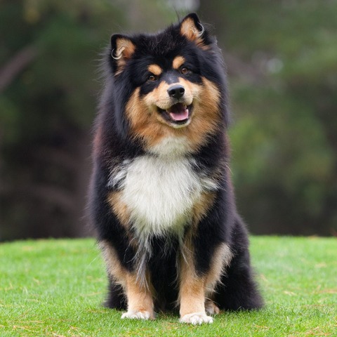 Finnish Lapphund 2