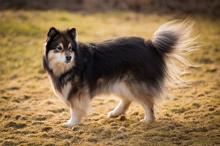 Finnish Lapphund 3