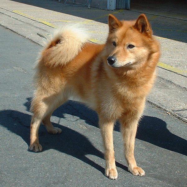 Finnish Spitz 1