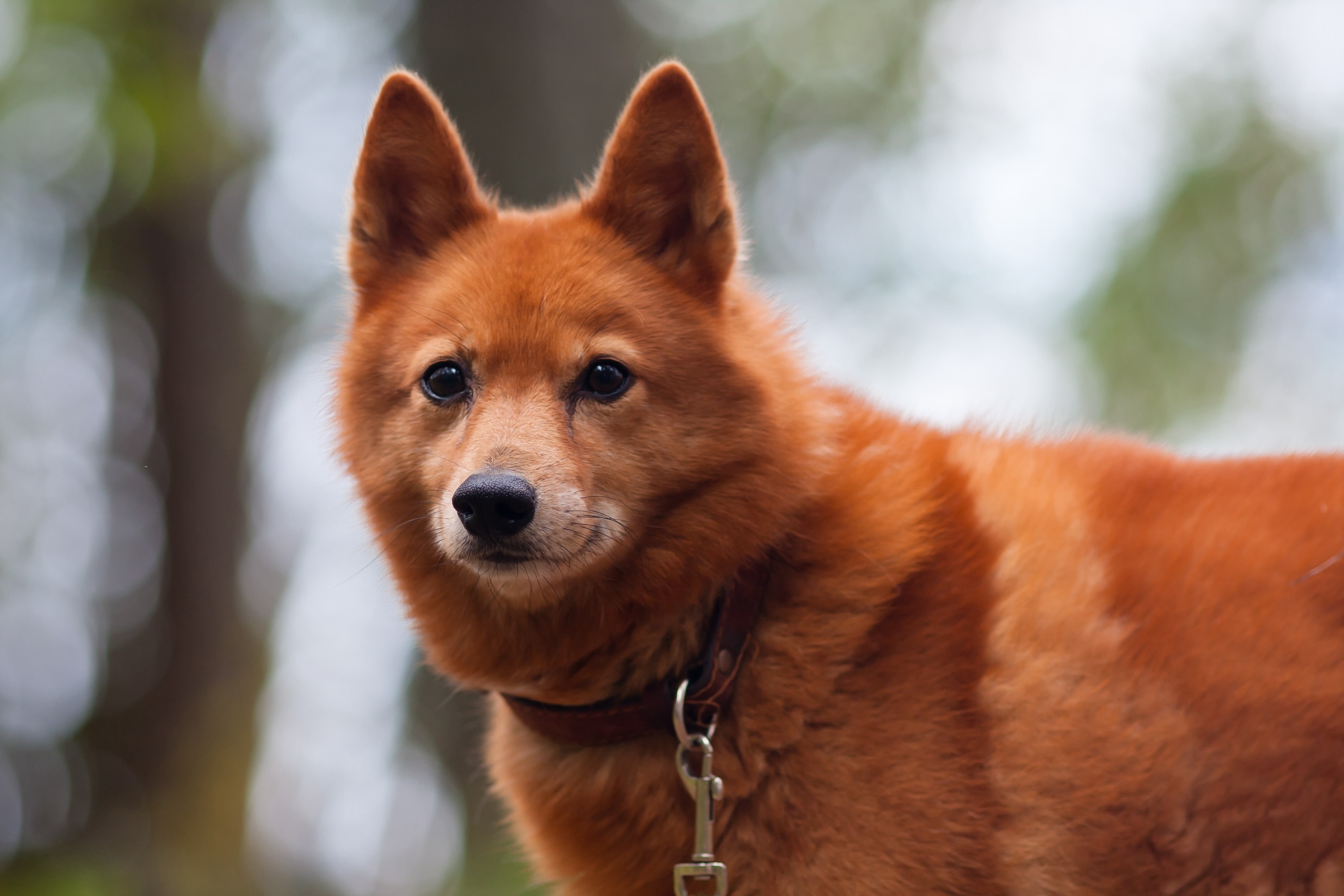 Finnish Spitz 2