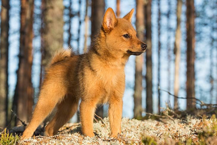 Finnish Spitz 3