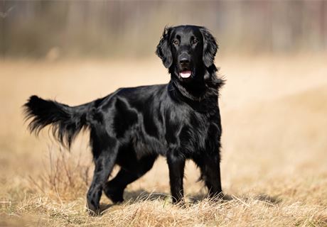 Flat-Coated Retriever 1