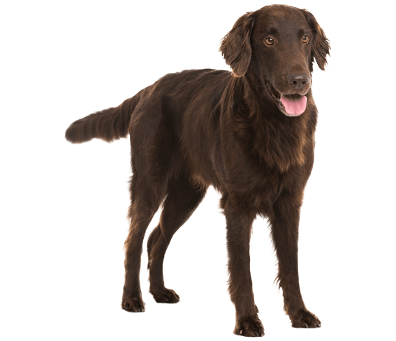Flat-Coated Retriever 2