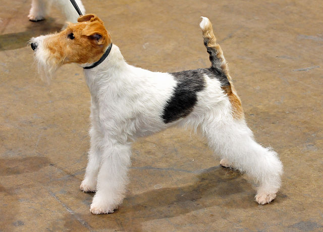 Fox Terrier 1