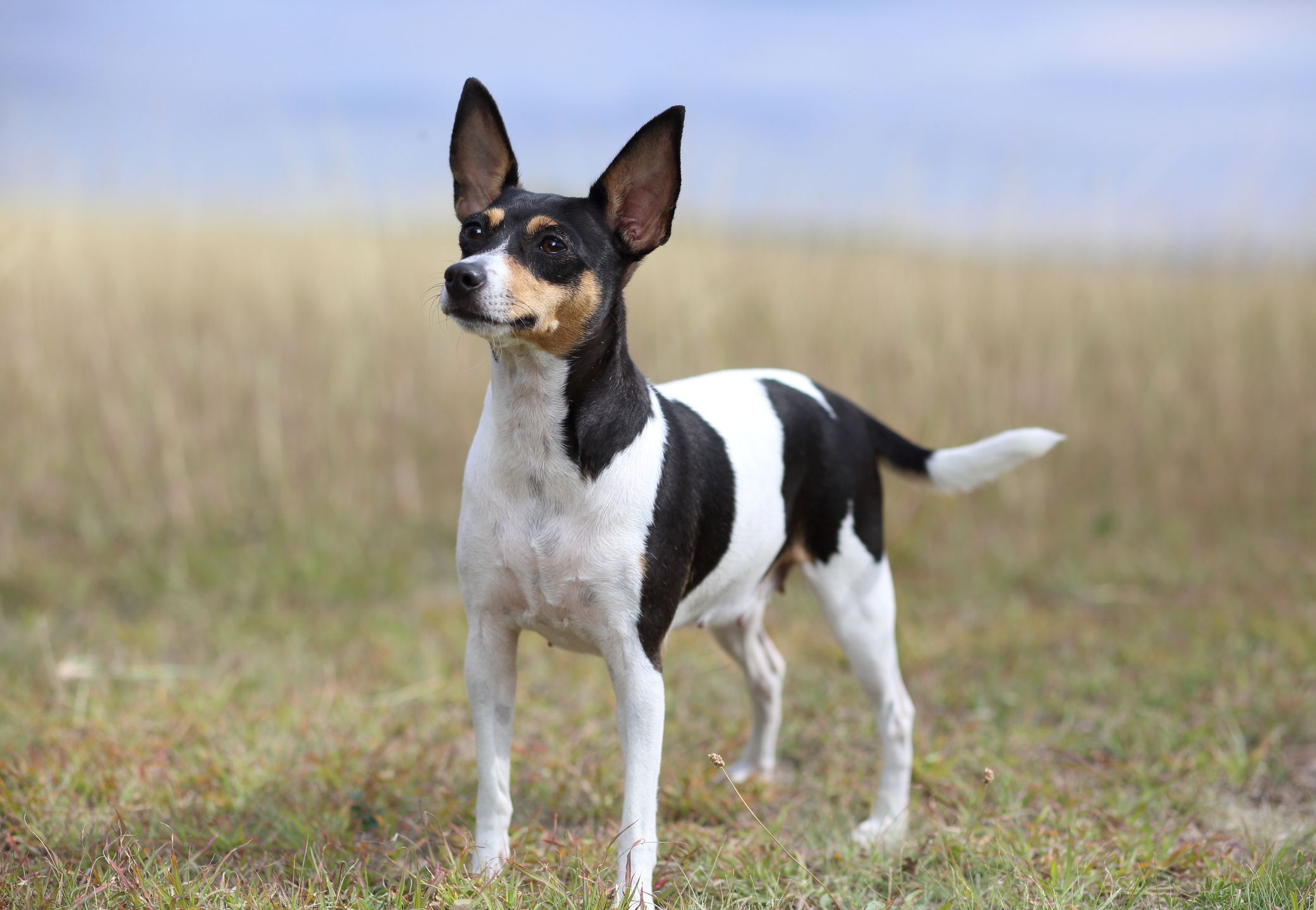 Fox Terrier 2