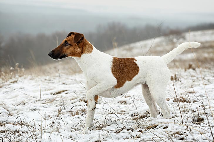Fox Terrier 3