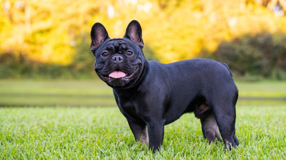 French Bulldog 1
