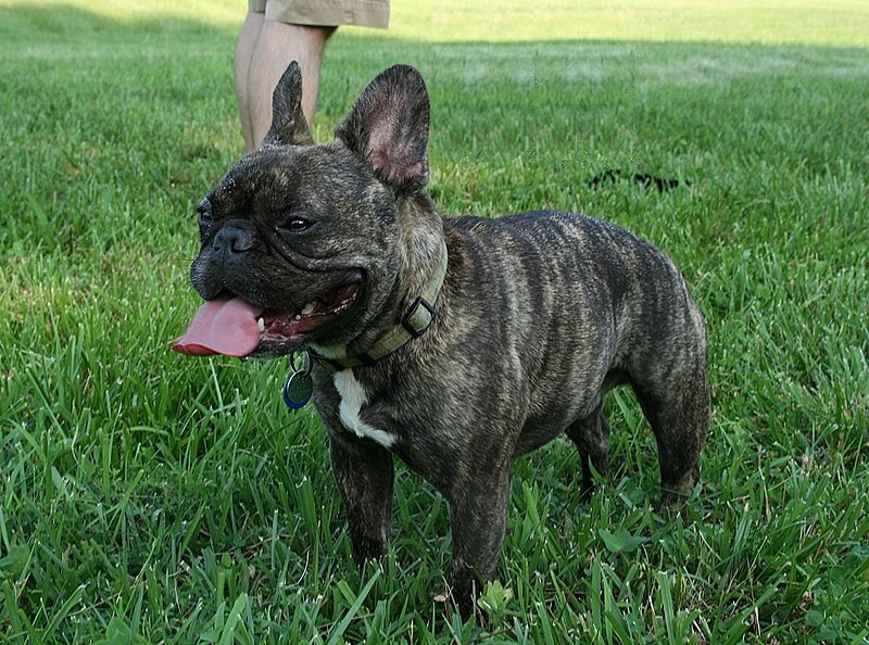French Bulldog 2